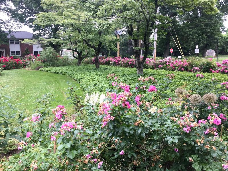 A Peaceful Rose Garden Inside East Rock Park
