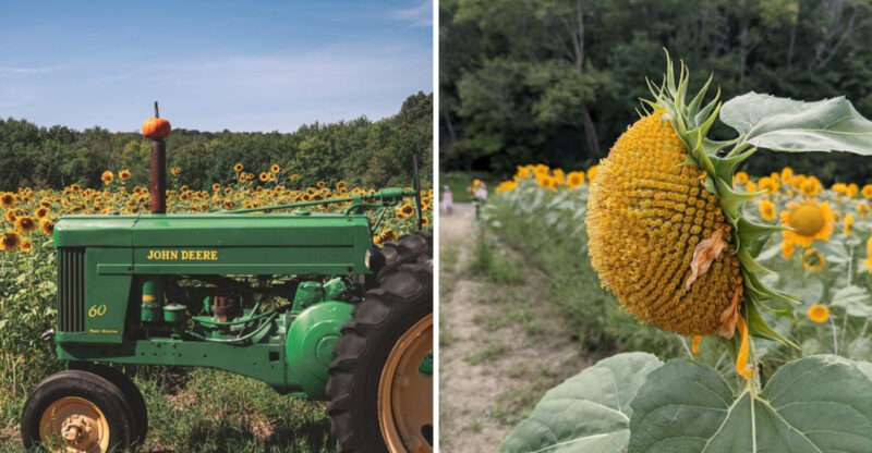 This Dreamy Sunflower Field In Massachusetts Belongs On Every Nature Lover’s Radar