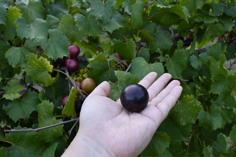 Muscadines Add That Wild, Old-School Grape Flavor