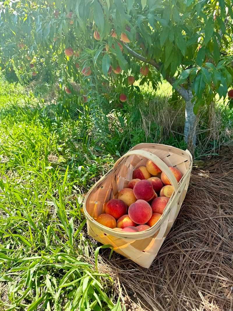 A True Family-Run Farm With Heart