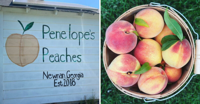 This Family Georgia Orchard Lets You Pick Fresh Peaches And Blackberries Side By Side