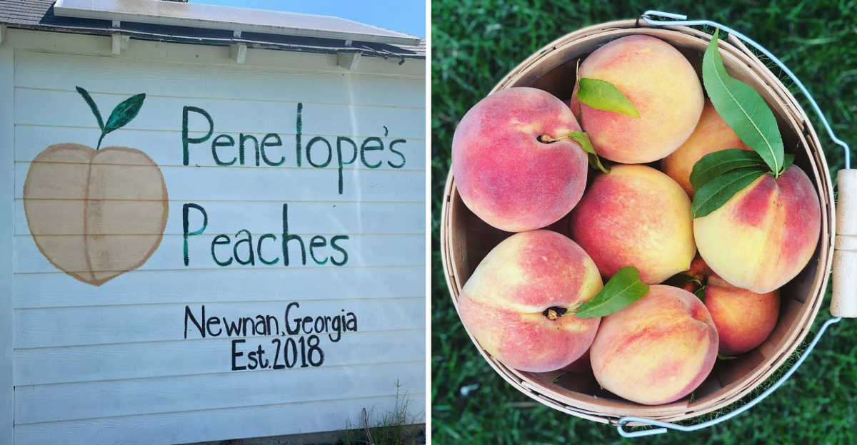 This Family Georgia Orchard Lets You Pick Fresh Peaches And Blackberries Side By Side - Decor Hint