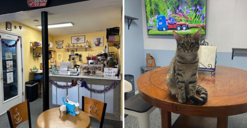 This Fayetteville, North Carolina Cat Café Gives Visitors 50 Minutes To Win Over Adoptable Cats
