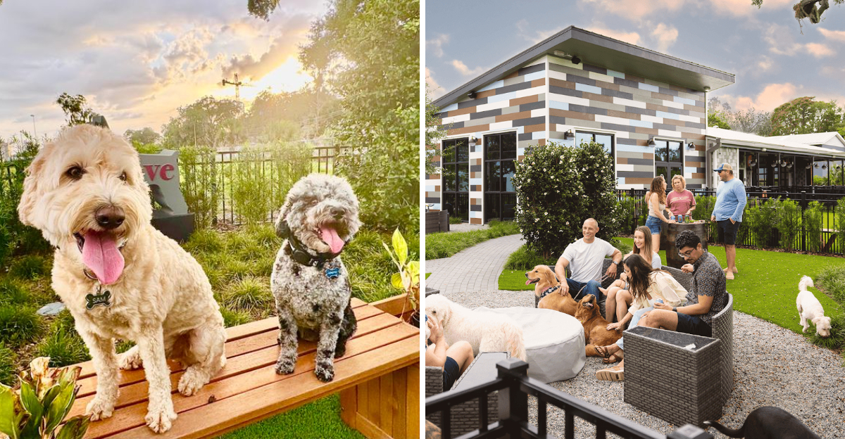 This Florida Spot Is Basically A Playground For Dogs And A Break For Their Humans - Decor Hint