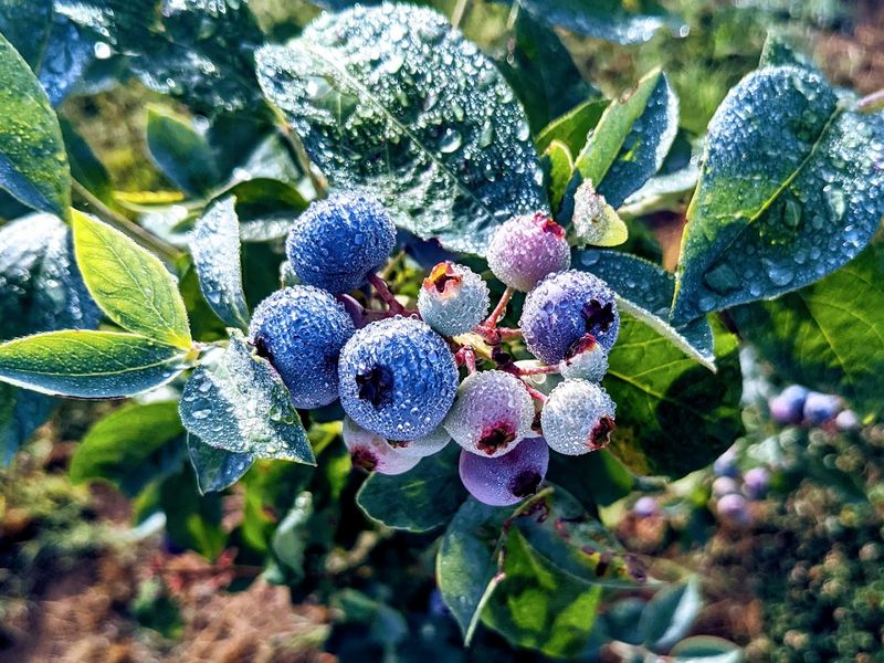 Fresh Blueberries Straight From The Bush