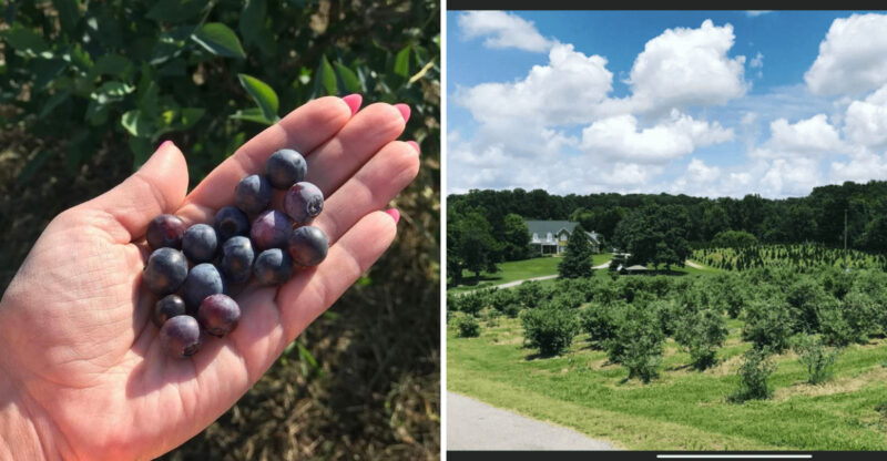 This Georgia Blueberry Farm Delivers The Peaceful Summer Day Every Family Dreams About