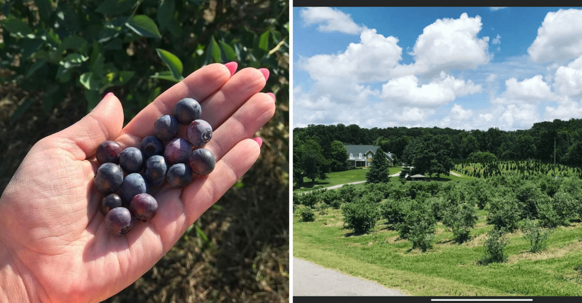 This Georgia Blueberry Farm Delivers The Peaceful Summer Day Every Family Dreams About - Decor Hint
