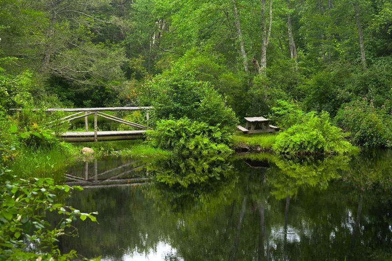 State's Biggest Forest