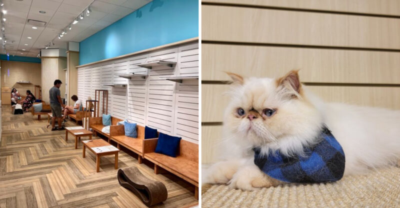 This Hawaii Cat Café Is The Easiest Way To Make A Good Day Even Better