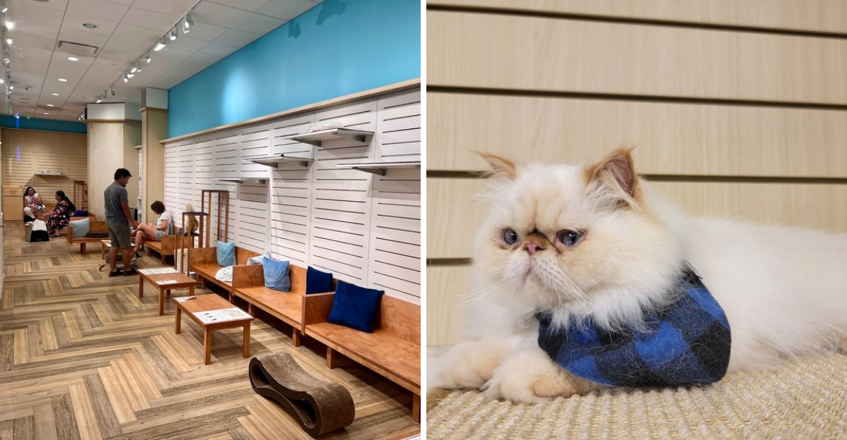 This Hawaii Cat Cafe Is The Easiest Way To Make A Good Day Even Better - Decor Hint