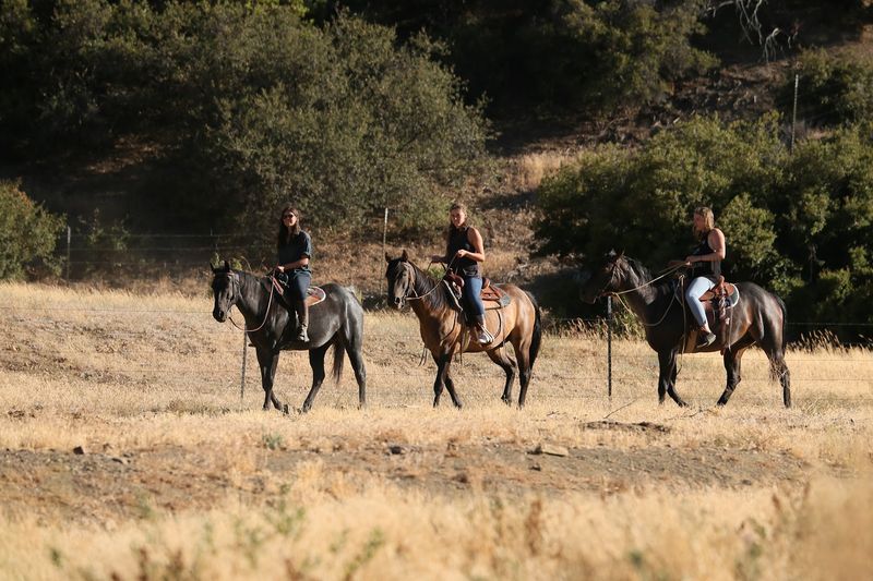 Farm Animals Roam The Ojai Ranch Setting