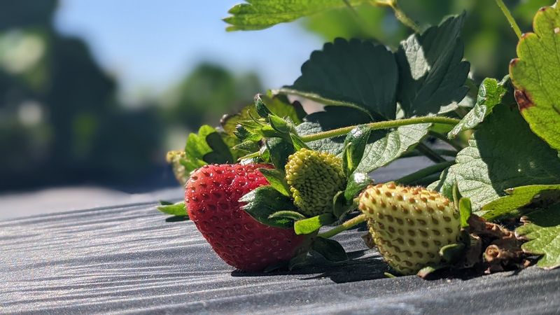 You-Pick Strawberry Season That Gets Everyone Muddy And Happy