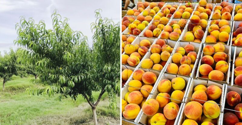 This Hidden Georgia Orchard Lets You Fill Your Own Basket As Peach Season Peaks
