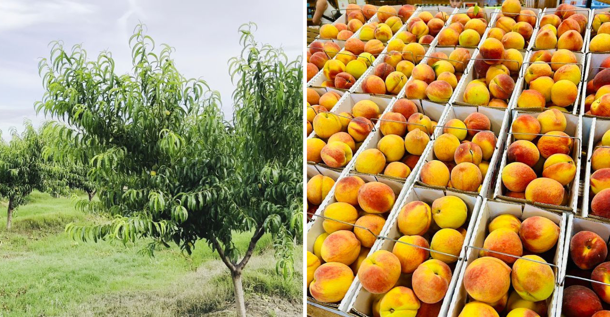 This Hidden Georgia Orchard Lets You Fill Your Own Basket As Peach Season Peaks - Decor Hint