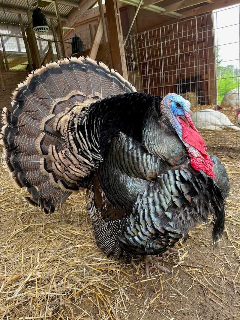 This Sanctuary Makes Turkeys Feel Like The Stars