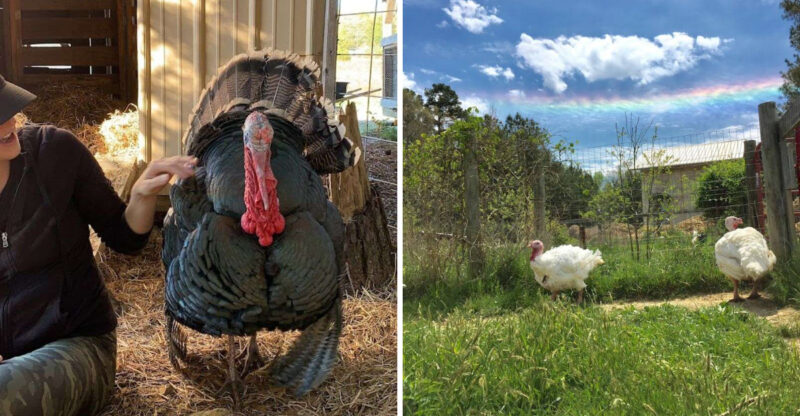 This Hidden North Carolina Farm Sanctuary Lets You Meet Rescued Turkeys