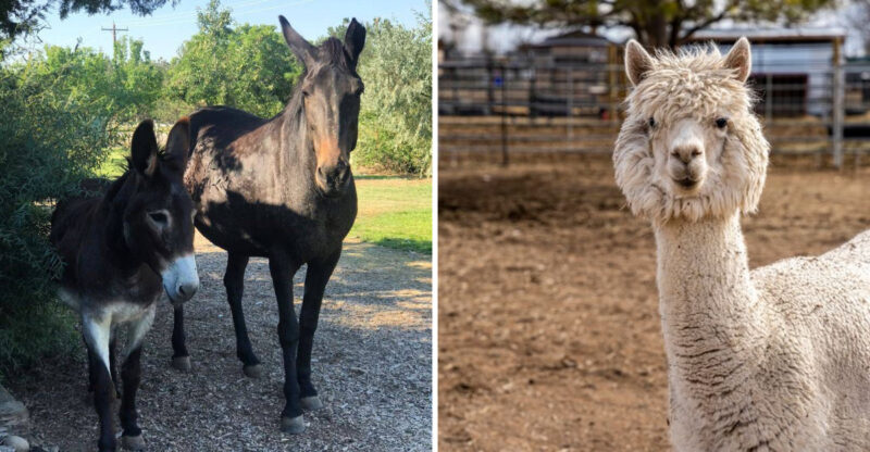 This Idaho Animal Park Lets You Meet Some Of The Cutest Residents Around
