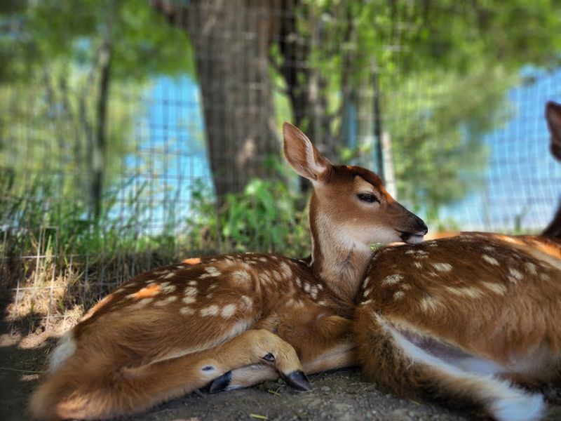 Let The Wildlife Come Close From The Safety Of Your Car