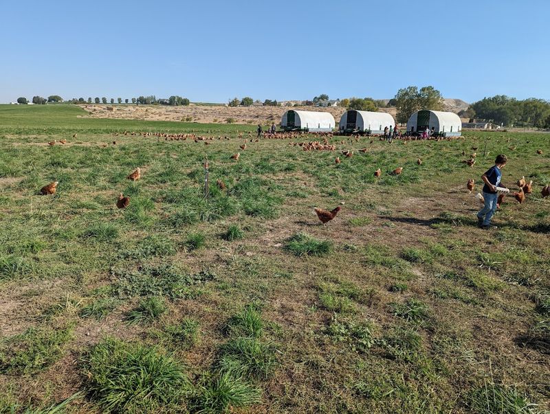 Caldwell Families Can See Farm Life Happening In Real Time