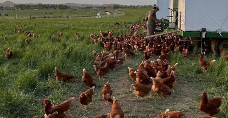 This Idaho Farm Lets Families See Pasture-Raised Chickens And Join Fresh-Egg Farm Fun