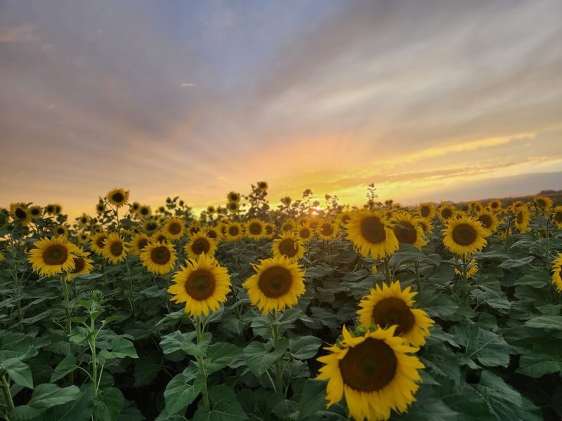 Nine Acres Of Sunflowers Bring The Big Summer Glow