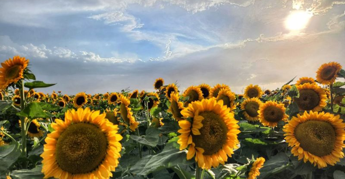This Idaho Farms Sunflower Maze Is A Bright Summer Detour Worth Waiting For - Decor Hint