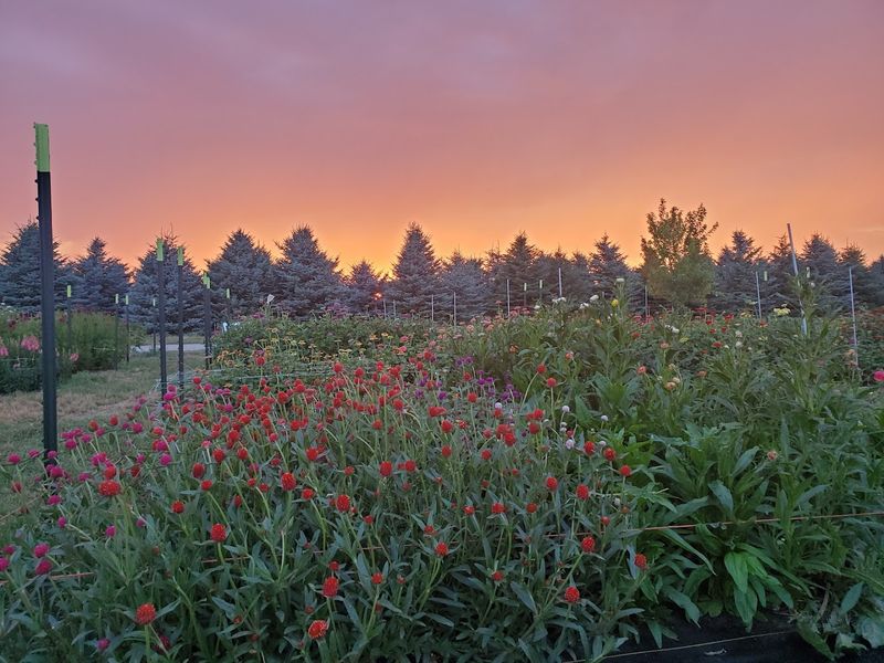 You'll Find Endless Rows Of Peonies At This Idaho Falls Farm