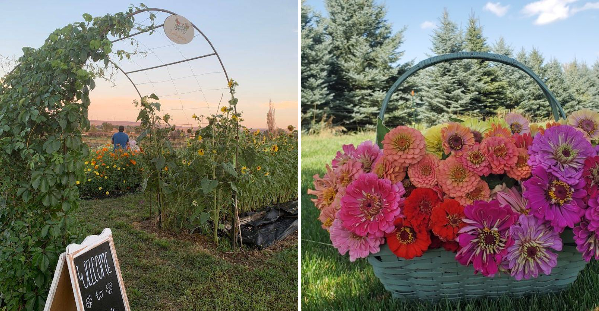This Idaho Flower Farm Has Peony Rows That Look Almost Too Pretty To Pick - Decor Hint