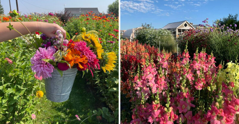This Idaho Flower Farm Turns June Into A Colorful Country Escape