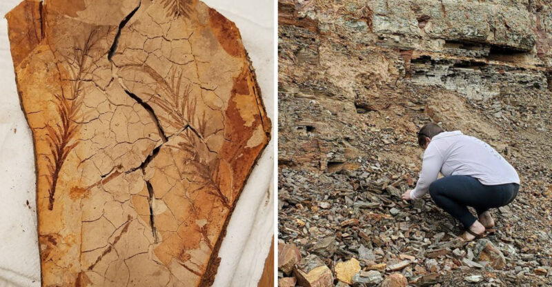 This Idaho Fossil Site Lets Visitors Dig For 15-Million-Year-Old Treasures