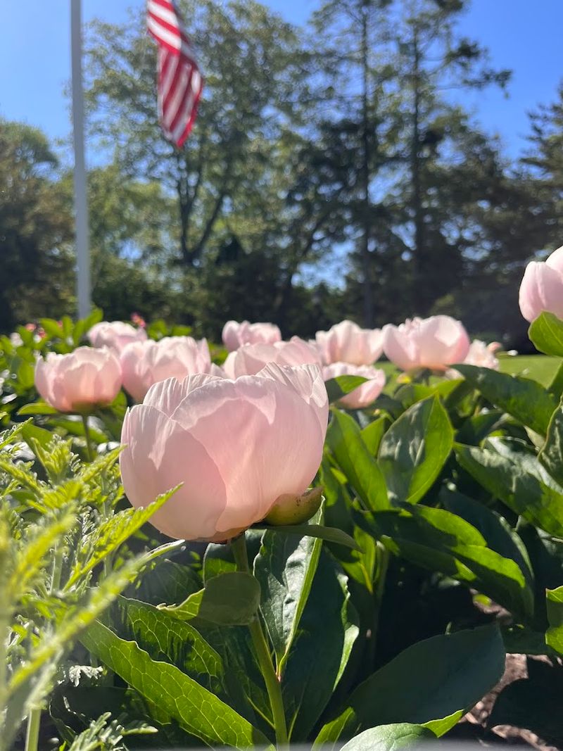A Garden Hidden Inside Cos Cob