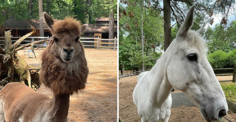 This Massachusetts Animal Sanctuary Is One Of The Most Memorable Day Trips Around