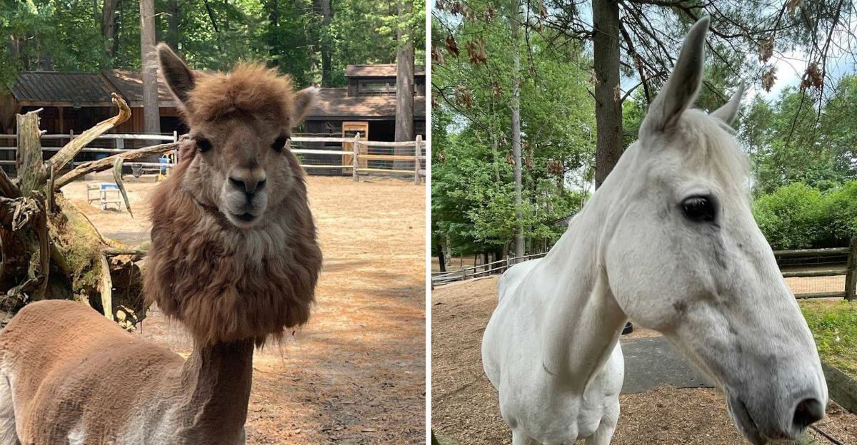 This Massachusetts Animal Sanctuary Is One Of The Most Memorable Day Trips Around - Decor Hint