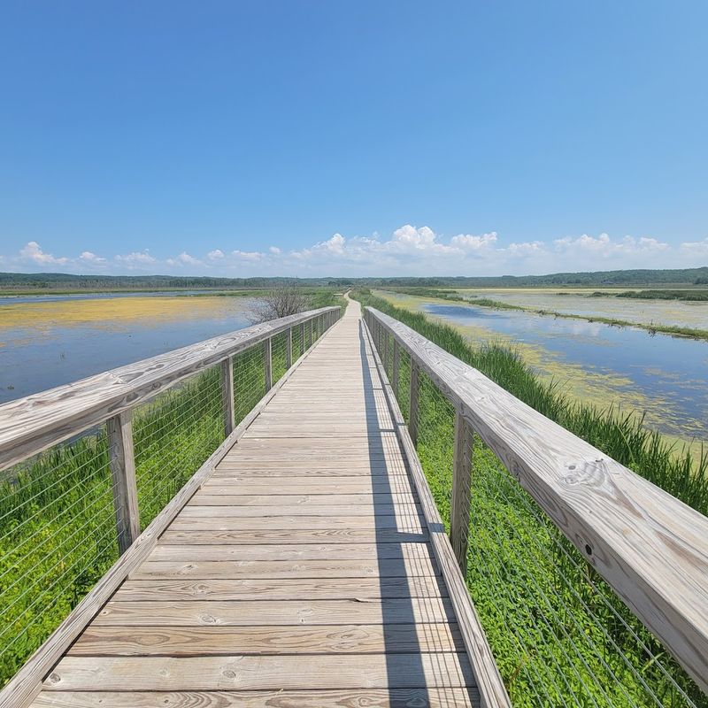 A Boardwalk That Floats Above The Wild