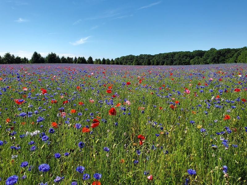 A Four-Acre Poppy Field That Looks Like A Painting