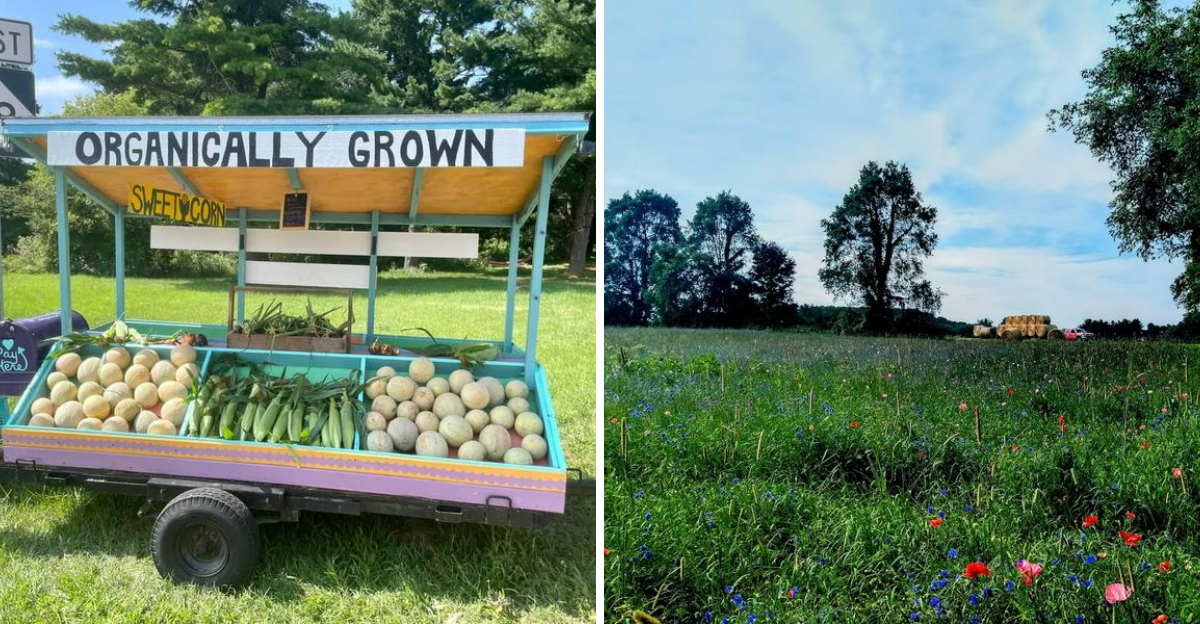 This Michigan Poppy Field Has Become A Favorite Spot For Nature Lovers And Photographers - Decor Hint