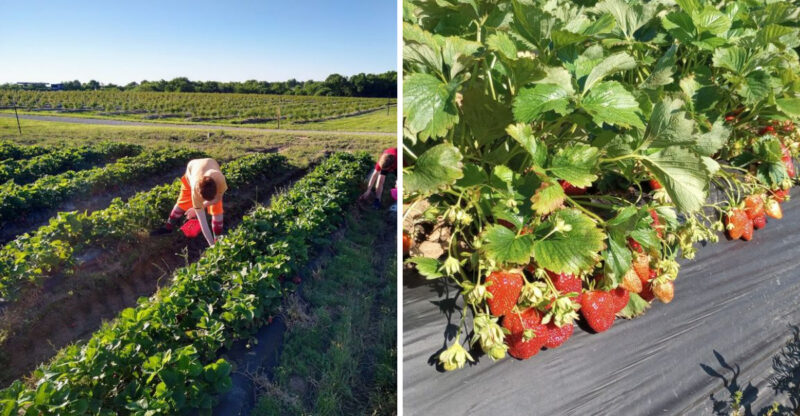 This Missouri Farm Offers Berry Picking And Plenty Of Family Fun