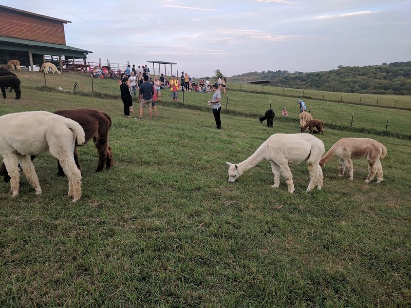 A Countryside Alpaca Visit Just Outside Omaha