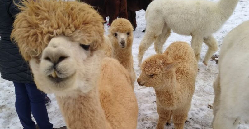 This Nebraska Alpaca Farm Lets You Meet Fluffy New Friends On A Fun Countryside Visit