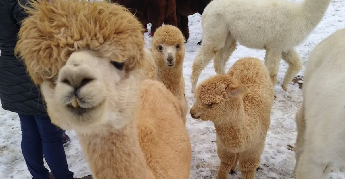 This Nebraska Alpaca Farm Lets You Meet Fluffy New Friends On A Fun Countryside Visit - Decor Hint