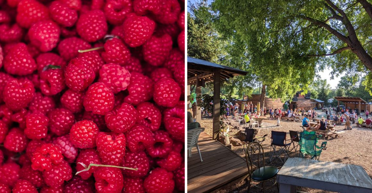 This Nebraska Berry Farm Lets You Pick Your Own Summer Fruit Without Turning It Into A Pricey Day Out - Decor Hint