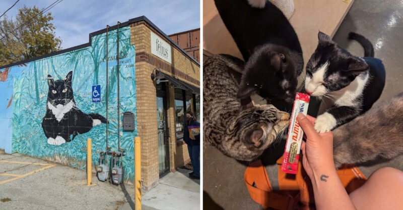 This Nebraska Cat Café Lets Coffee Lovers Meet Their New Favorite Rescue Friend