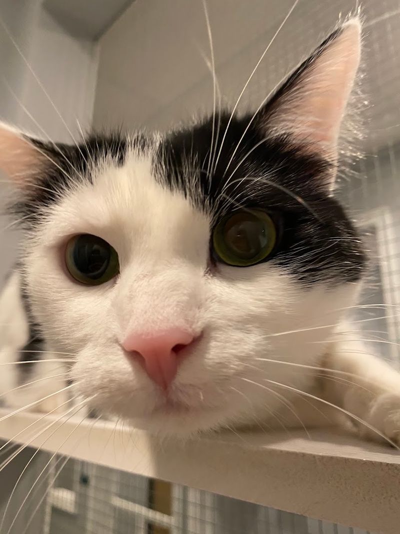 It Is A Feline-Only Shelter With A Big Mission