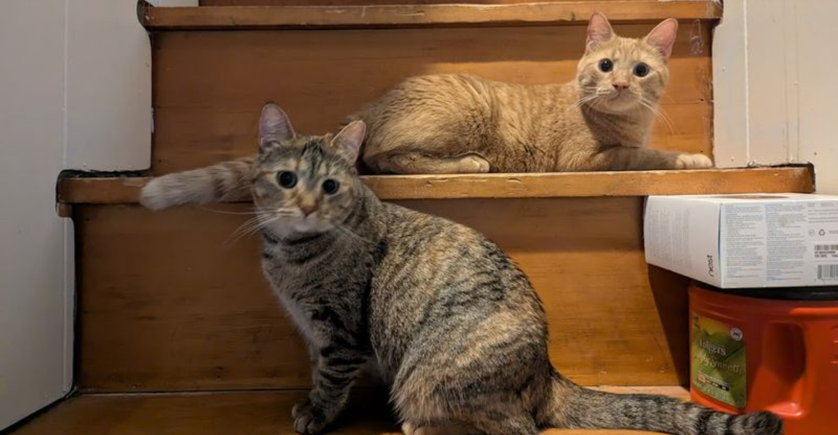 This Nebraska Cat Haven Lets Feline Fanatics Meet Adoptable Cats In A Whisker Filled Sanctuary - Decor Hint