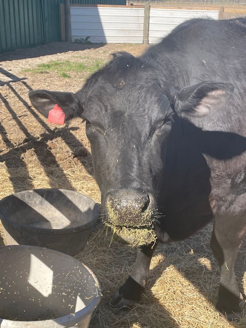 Cow Moments Give The Visit Its Fluffiest Hook