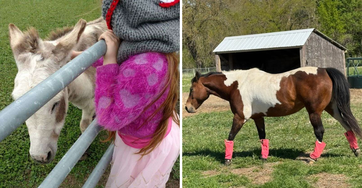 This Nebraska Farm Lets You Meet Animals On A Hands On Country Day Near Omaha - Decor Hint