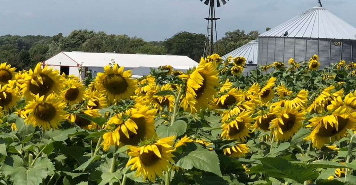 This Nebraska Flower Festival Has A Sunflower Maze U Pick Blooms And Golden Photo Spots - Decor Hint
