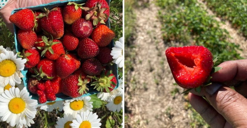This New York Berry Farm Lets You Pick Your Own Strawberries For Just $5