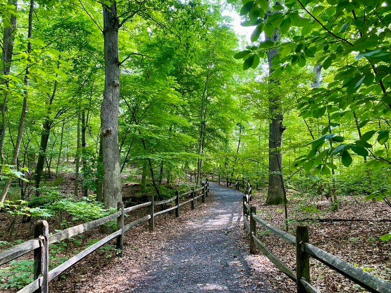 A Forest That Has Never Been Logged