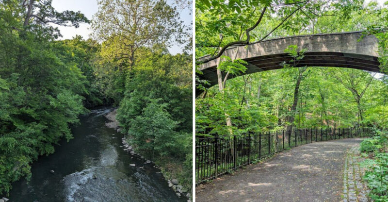 This New York Forest Is One Of The Rare Places On Earth Where You Can See 400-Year-Old Ancient Trees